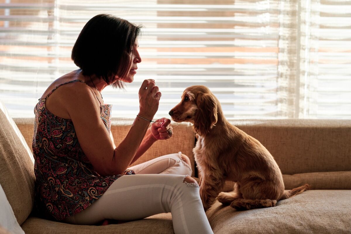 woman rewarding her dog for good behaviour while cleaning their teeth at home